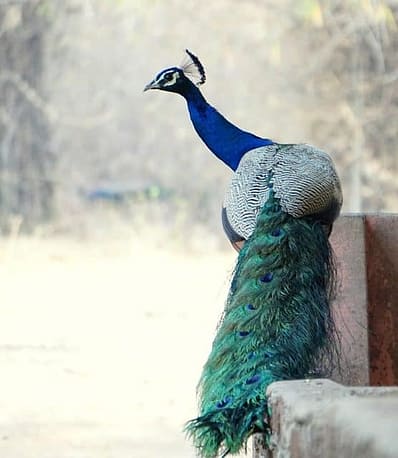 bird-3323788_640