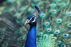 peacock-1209474_1920