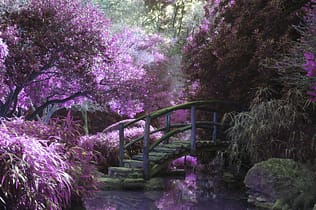 Photo by Cosmic Timetraveler brown wooden footbridge surrounded by pink petaled flowers with creek underneath during daytime