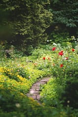 Photo by Morgane Le Breton red flowers on green grass field during daytime